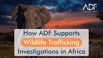 Photo of en elephant in Africa with title in the middle How ADF Supports Wildlife Trafficking Investigations in Africa